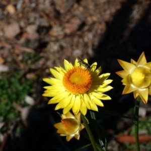 Melangyna sp. (genus) at Throsby, ACT - 17 Jun 2020 12:27 PM