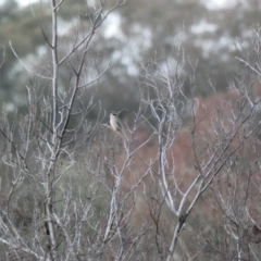 Melithreptus brevirostris (Brown-headed Honeyeater) at Amaroo, ACT - 17 Jun 2020 by Ct1000