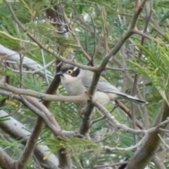 Melithreptus brevirostris at Amaroo, ACT - 17 Jun 2020