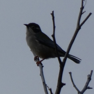 Melithreptus brevirostris at Amaroo, ACT - 17 Jun 2020