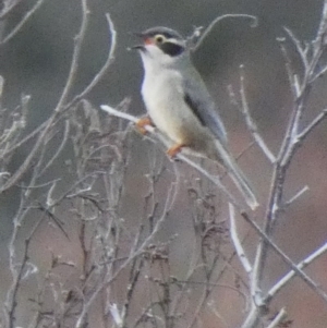 Melithreptus brevirostris at Amaroo, ACT - 17 Jun 2020