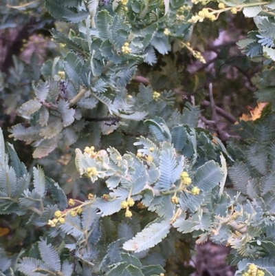 Acacia baileyana (Cootamundra Wattle, Golden Mimosa) at Majura, ACT - 17 Jun 2020 by JaneR