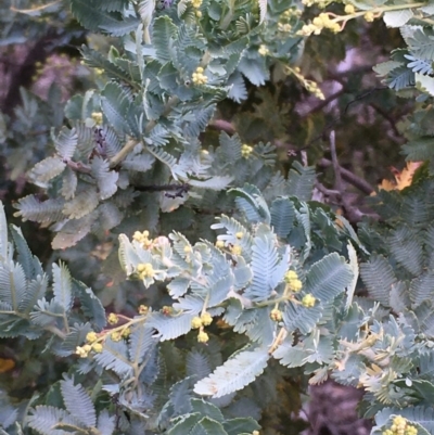Acacia baileyana (Cootamundra Wattle, Golden Mimosa) at Mount Ainslie - 17 Jun 2020 by JaneR