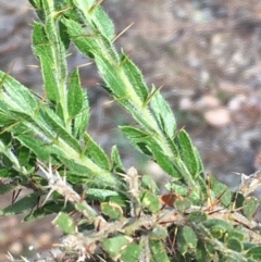 Acacia paradoxa (Kangaroo Thorn) at Mount Ainslie - 17 Jun 2020 by JaneR