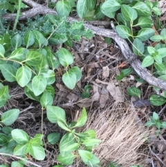 Vinca major (Blue Periwinkle) at Majura, ACT - 17 Jun 2020 by JaneR