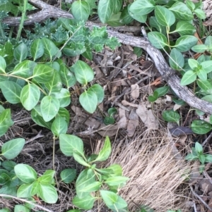 Vinca major at Majura, ACT - 17 Jun 2020 01:35 PM