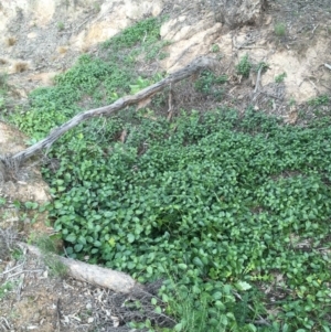 Vinca major at Majura, ACT - 17 Jun 2020