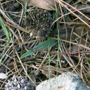 Caladenia actensis at suppressed - 17 Jun 2020