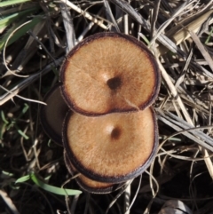 Lentinus arcularius (Fringed Polypore) at Tuggeranong DC, ACT - 20 Feb 2020 by michaelb