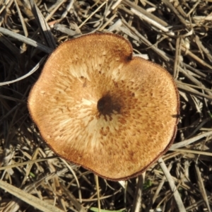 Lentinus arcularius at Tuggeranong DC, ACT - 20 Feb 2020 07:16 PM