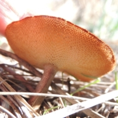 Lentinus arcularius at Tuggeranong DC, ACT - 20 Feb 2020