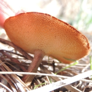 Lentinus arcularius at Tuggeranong DC, ACT - 20 Feb 2020