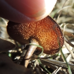 Lentinus arcularius at Tuggeranong DC, ACT - 20 Feb 2020 07:16 PM