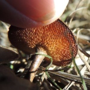 Lentinus arcularius at Tuggeranong DC, ACT - 20 Feb 2020 07:16 PM