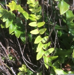 Pellaea calidirupium (Hot Rock Fern) at Garran, ACT - 14 Apr 2020 by alexwatt