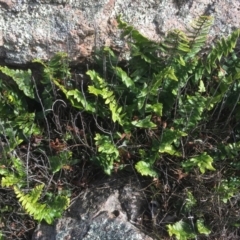 Pellaea calidirupium at Garran, ACT - 14 Apr 2020