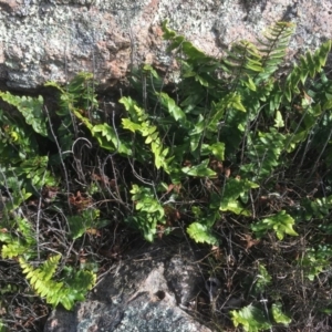 Pellaea calidirupium at Garran, ACT - 14 Apr 2020