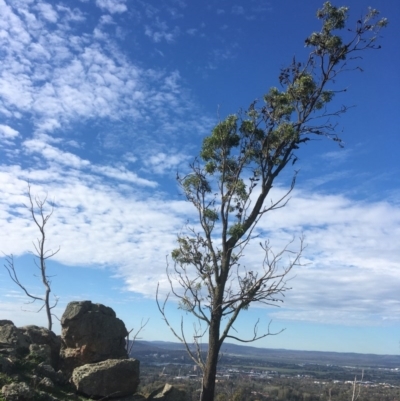 Acacia implexa (Hickory Wattle, Lightwood) at Red Hill Nature Reserve - 14 Apr 2020 by alex_watt