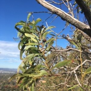Acacia implexa at Garran, ACT - 14 Apr 2020
