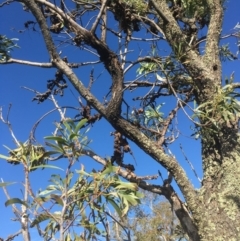 Acacia implexa at Garran, ACT - 14 Apr 2020