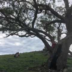 Eucalyptus bridgesiana (Apple Box) at Garran, ACT - 14 Apr 2020 by alexwatt