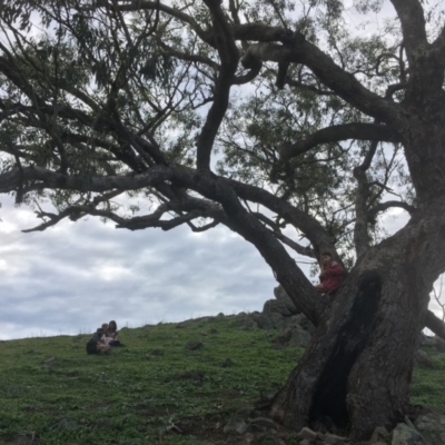 Eucalyptus bridgesiana (Apple Box) at Red Hill Nature Reserve - 14 Apr 2020 by alex_watt