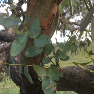 Eucalyptus bridgesiana at Garran, ACT - 14 Apr 2020