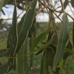 Eucalyptus bridgesiana at Garran, ACT - 14 Apr 2020