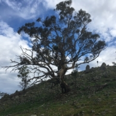 Eucalyptus blakelyi (Blakely's Red Gum) at Red Hill Nature Reserve - 14 Apr 2020 by alex_watt