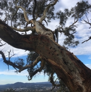 Eucalyptus blakelyi at Garran, ACT - 14 Apr 2020