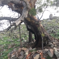 Eucalyptus blakelyi at Garran, ACT - 14 Apr 2020