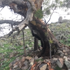 Eucalyptus blakelyi at Red Hill Nature Reserve - 14 Apr 2020 03:33 PM