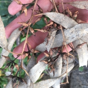 Eucalyptus blakelyi at Garran, ACT - 14 Apr 2020