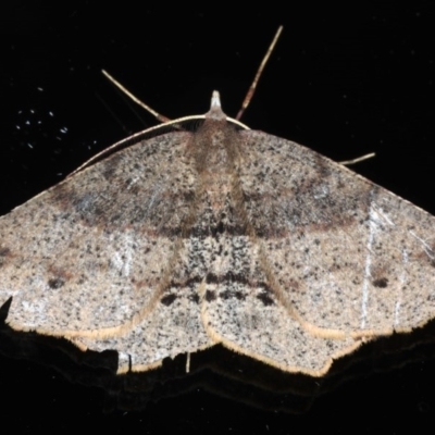 Rhinodia rostraria (Necklace Geometrid) at Ainslie, ACT - 17 Jun 2020 by jb2602