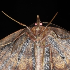 Rhinodia rostraria at Ainslie, ACT - 17 Jun 2020