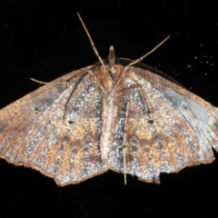 Rhinodia rostraria at Ainslie, ACT - 17 Jun 2020