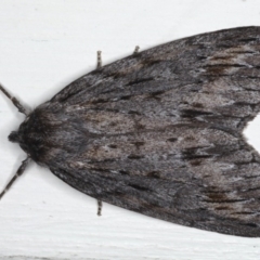 Chlenias banksiaria group (A Geometer moth) at Ainslie, ACT - 17 Jun 2020 by jbromilow50