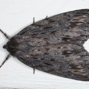 Chlenias banksiaria group at Ainslie, ACT - 17 Jun 2020