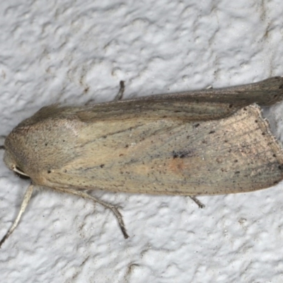 Mythimna (Pseudaletia) convecta (Common Armyworm) at Ainslie, ACT - 17 Jun 2020 by jb2602