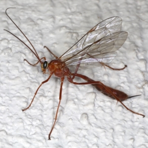 Netelia sp. (genus) at Ainslie, ACT - 17 Jun 2020