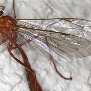 Netelia sp. (genus) at Ainslie, ACT - 17 Jun 2020