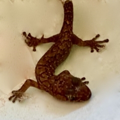 Christinus marmoratus (Southern Marbled Gecko) at O'Connor, ACT - 3 Jun 2020 by CateDempsey