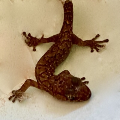 Christinus marmoratus (Southern Marbled Gecko) at O'Connor, ACT - 3 Jun 2020 by CateDempsey