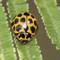 Harmonia conformis (Common Spotted Ladybird) at Dunlop, ACT - 16 Jun 2020 by AlisonMilton