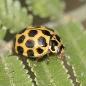 Harmonia conformis at Dunlop, ACT - 16 Jun 2020 12:35 PM