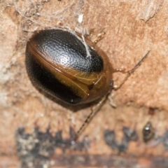 Dicranosterna immaculata (Acacia leaf beetle) at Dunlop, ACT - 16 Jun 2020 by AlisonMilton