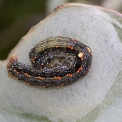 Mnesampela privata (Autumn Gum Moth) at Holt, ACT - 16 Jun 2020 by AlisonMilton