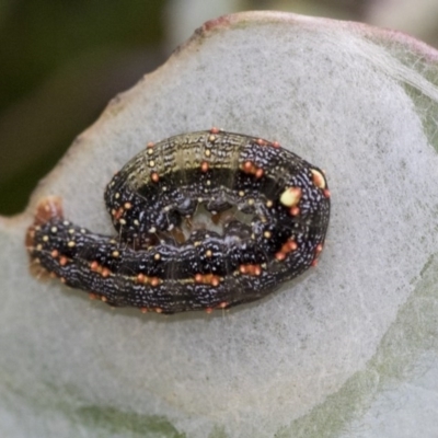 Mnesampela privata (Autumn Gum Moth) at Holt, ACT - 16 Jun 2020 by AlisonMilton