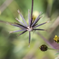 Bidens subalternans (Greater Beggars Ticks) at Dunlop, ACT - 16 Jun 2020 by AlisonMilton