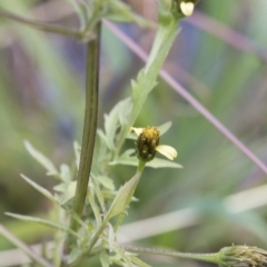 Bidens subalternans at Dunlop, ACT - 16 Jun 2020 11:33 AM